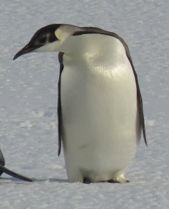 Emperor Penguin