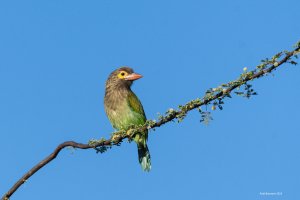 Brown-headed Barbet