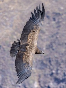 Andean Condor