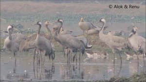 Lakescape-822 : Cranes in my backyard : Amazing Wildlife of India by Renu Tewari and Alok Tewari