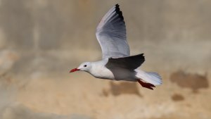 slender-billed gull