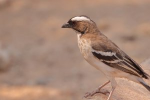 White-browed Sparrow-Weaver 3