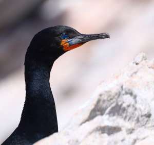 Cape Cormorant 2a