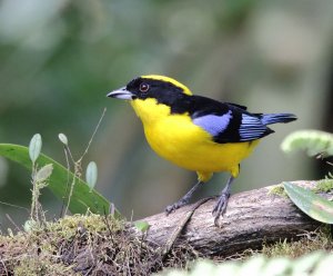 Blue-winged Mountain-tanager 12