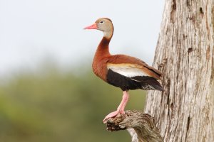 Black-Bellied Whistling-duck
