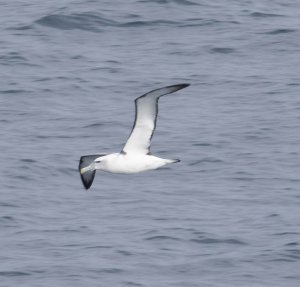 Shy Albatross_3.jpg