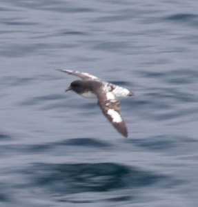 Cape Petrel.jpg