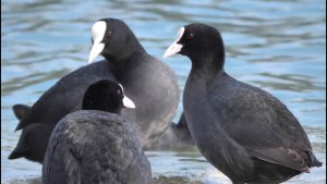 Coots forming the winter group (Fulica atra)