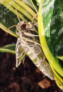 Oleander Hawk-moth