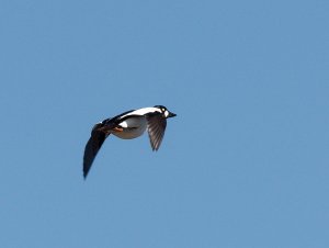 Male common goldeneye in flight