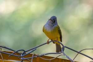 Grey-headed Canary Flycatcher