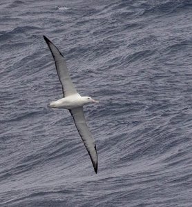 Southern Royal Albatross.jpg