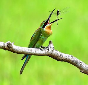 Blue-tailed Bee eater caught a Dragonfly