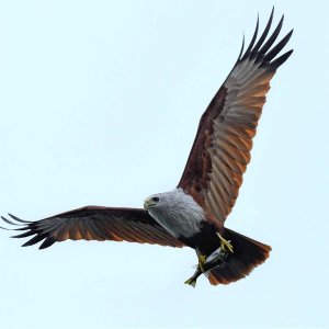 Brahminy kite caught a fish