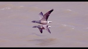 Brant Geese (Branta bernicla) in Flight [Slow Motion]