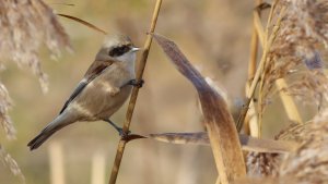 penduline tit (female)