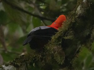 Andean cock-of-the-rock