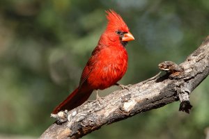 Northern Cardinal (male)