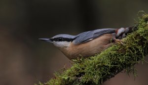 Nuthatch