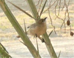 Iraqi Babbler