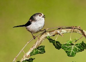 A vocal long-tailed tit.