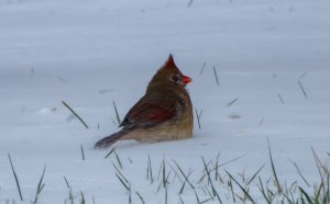 Female Northern Cardinal on a windy winter day