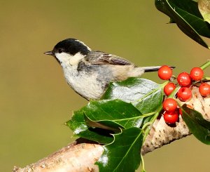 Coal tit