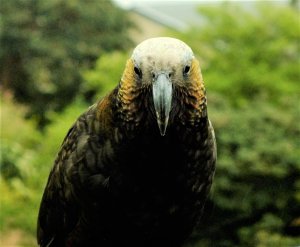 NZ Kaka