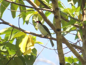 Wetar Figbird