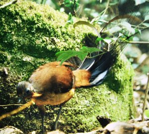 Alberts Lyrebird