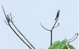 Moustached Treeswift