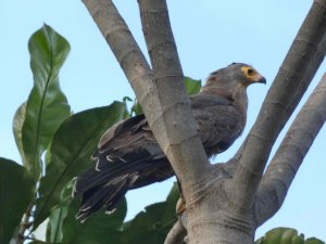 African Harrier-Hawk