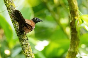 Blue-lored Antbird