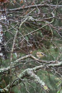 Goldfinch