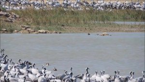 Lakescape-846 : Demoiselle Crane ... a large group : Amazing Wildlife of India by Renu Tewari and Alok Tewari