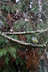 Blue tit