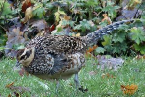 Lady pheasant