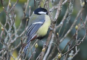 Great tit