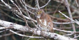 Collared Owlet