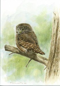 Eurasian pygmy owl illustration