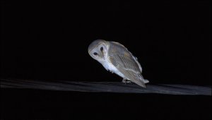 Barn Owl