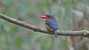 Banded Kingfisher