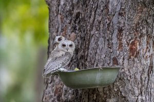 Indian Scops Owl