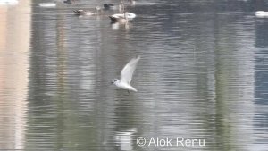 Lakescape-847 : Whiskered Tern : feeding style : Amazing Wildlife of India by Renu Tewari and Alok Tewari