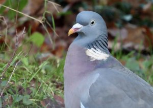 Wood pigeon