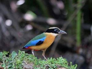 Blue-winged Pitta