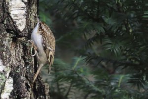 Treecreeper