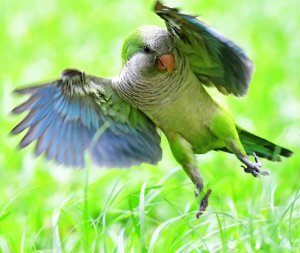 Monk Parakeet