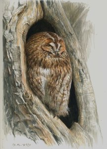 Tawny owl life study