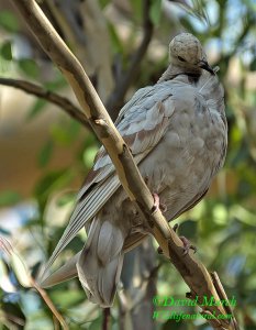 Eurasian Collard Dove